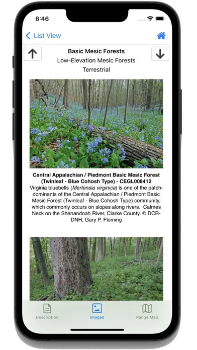Flora of Virginia app screenshot 4