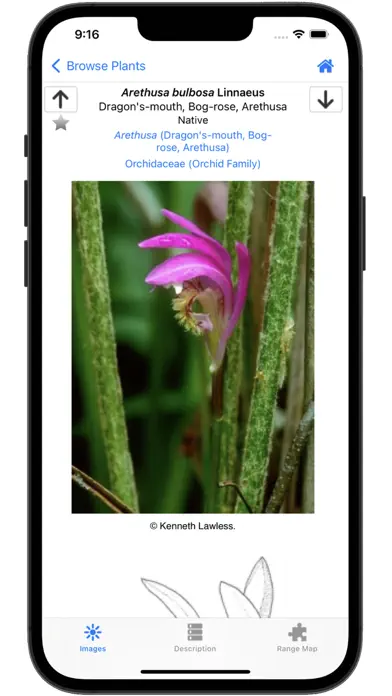 Flora of Virginia app screenshot 8