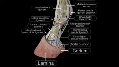 Horse Anatomy: Equine 3D app screenshot 1