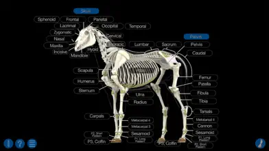 Horse Anatomy: Equine 3D app screenshot 2